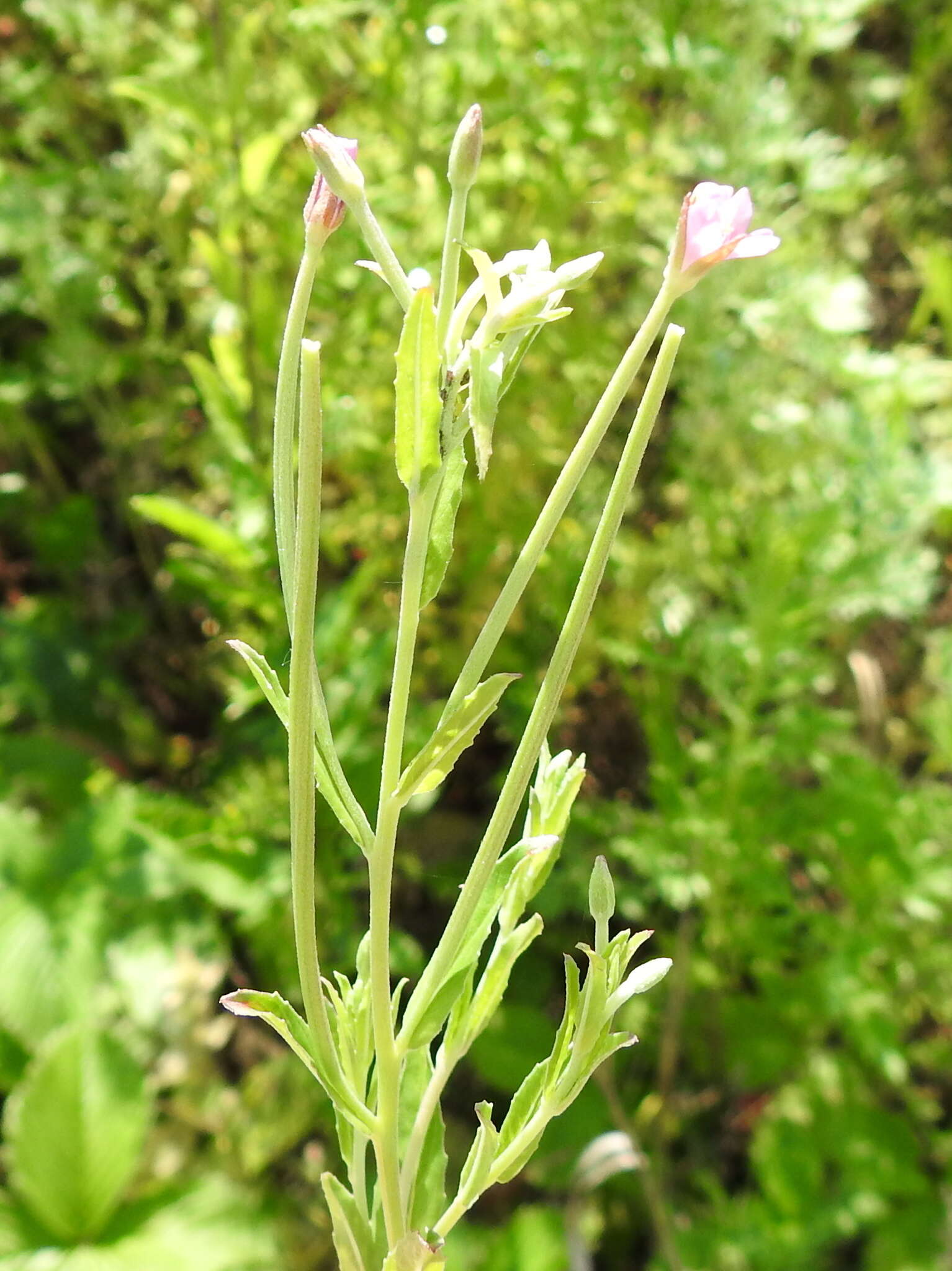 Imagem de Epilobium tetragonum L.