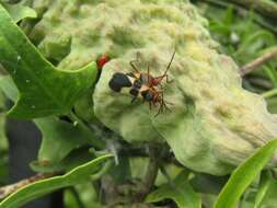 صورة Oncopeltus (Erythrischius) unifasciatellus Slater & J. A. 1964