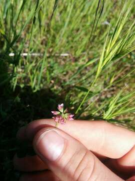 Image of Trifolium bifidum var. decipiens Greene