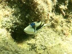 Image of Lagoon triggerfish