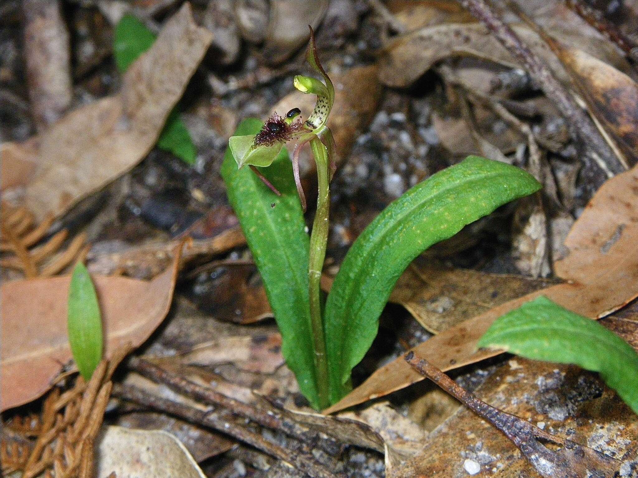 Imagem de Chiloglottis seminuda D. L. Jones