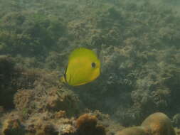 Image of Yellow Butterflyfish