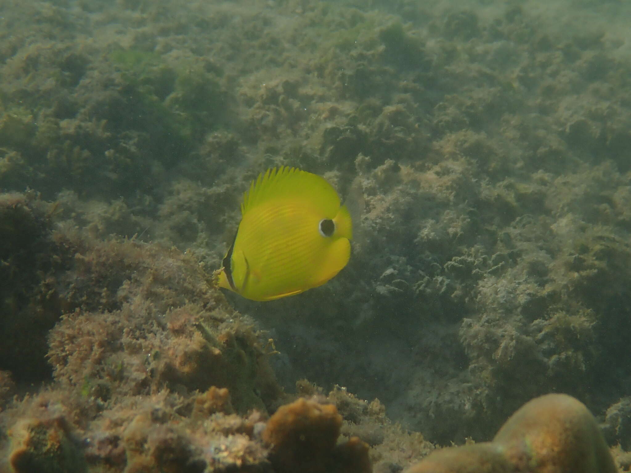 Image of Yellow Butterflyfish