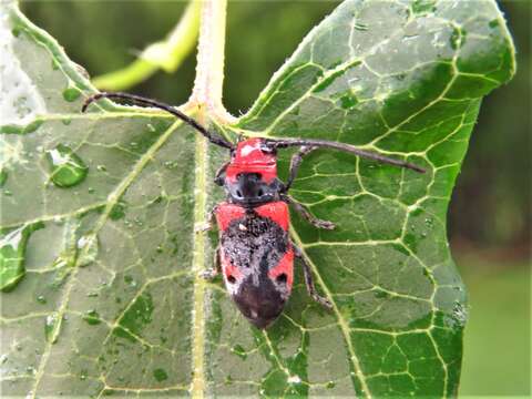 Sivun Tetraopes discoideus Le Conte 1858 kuva