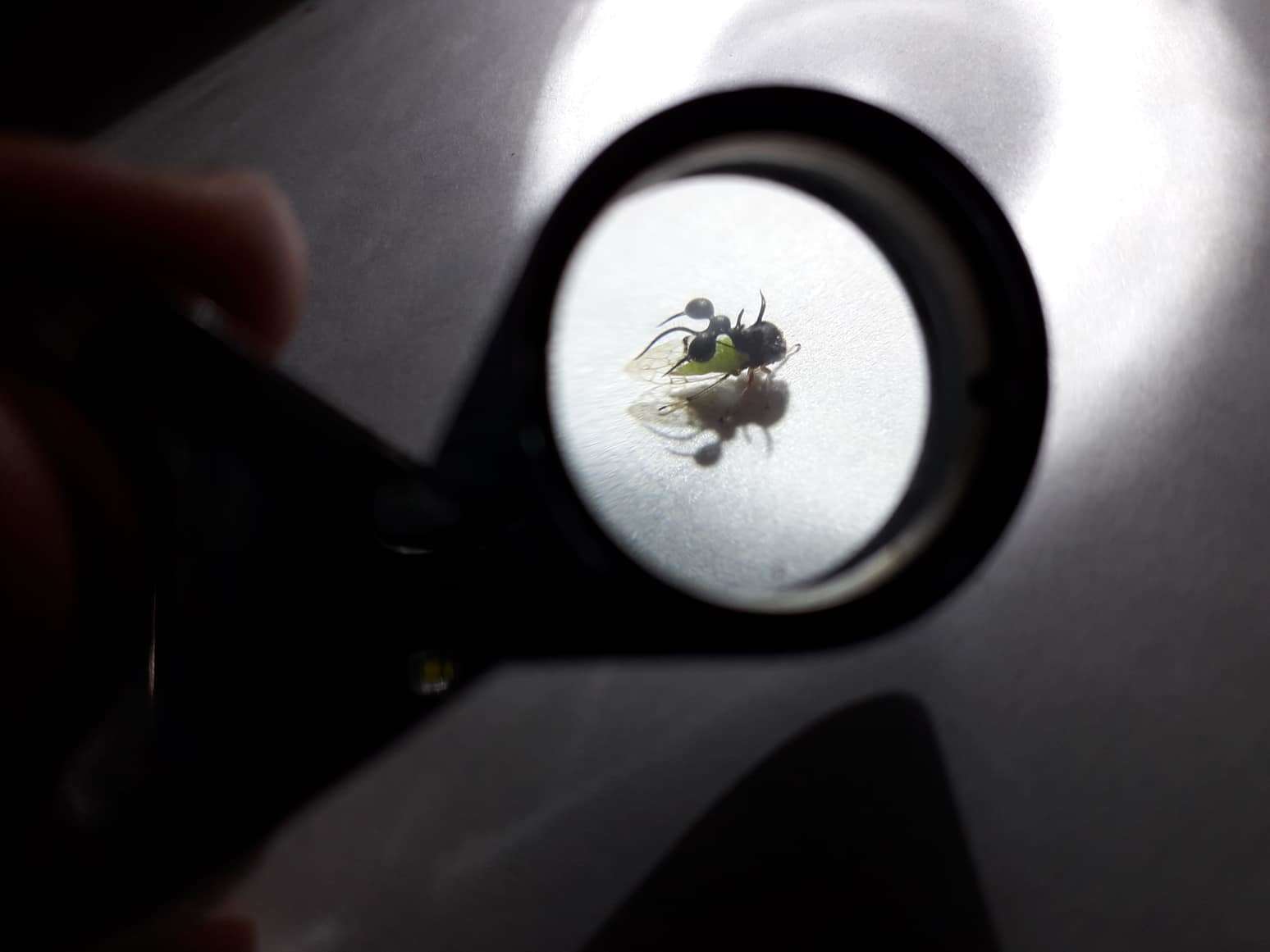 Image of Clubbed Treehopper