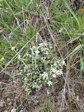 Image of spiny phlox