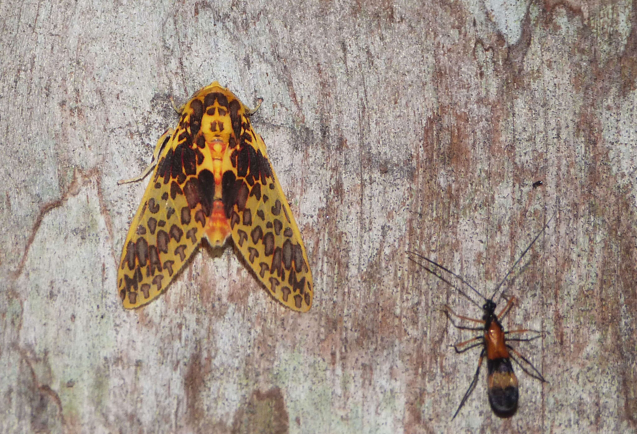 Image of Amaxia lepida Schaus 1912