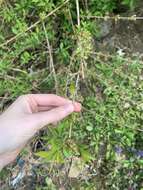 Image of weeping forsythia