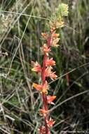 Image of Echeveria mucronata Schltdl.