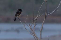 Image of Saxicola torquatus moptanus Bates 1932