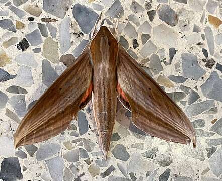 Image of Xylophanes neoptolemus (Cramer 1780)