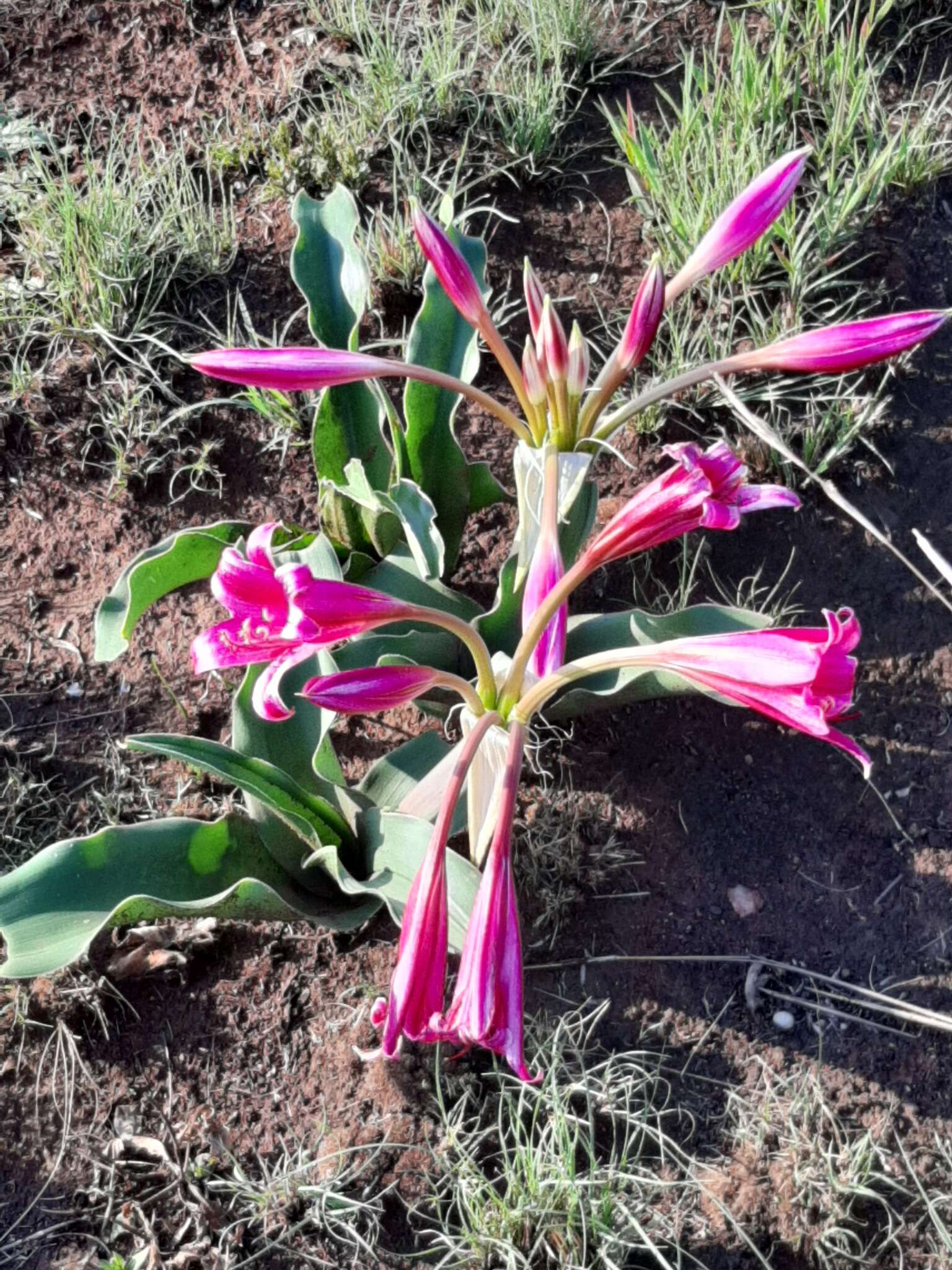 Image of Grassland crinum