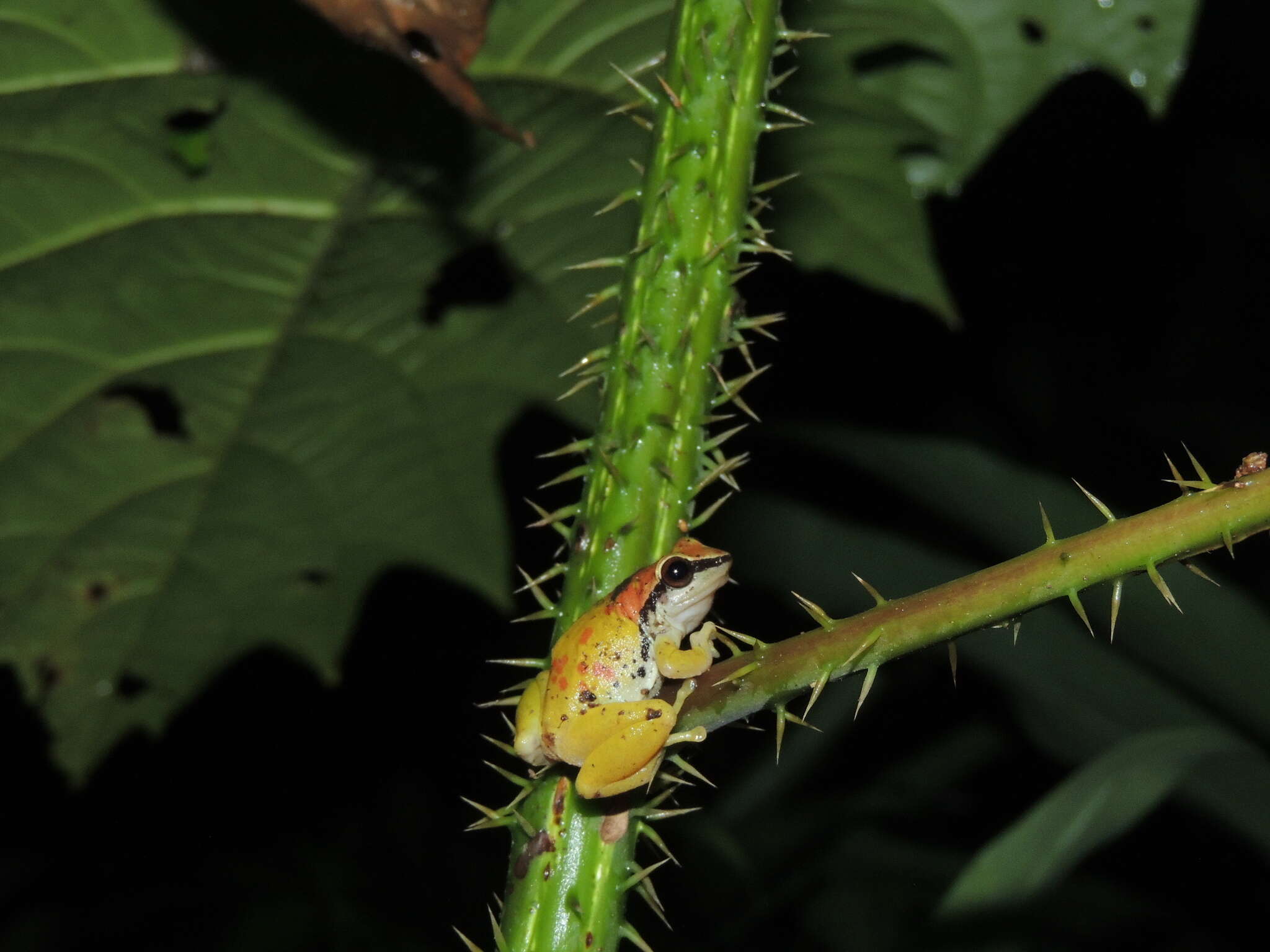 Image of Pristimantis omeviridis Ortega-Andrade, Rojas-Soto, Valencia, Espinosa de los Monteros, Morrone, Ron & Cannatella 2015