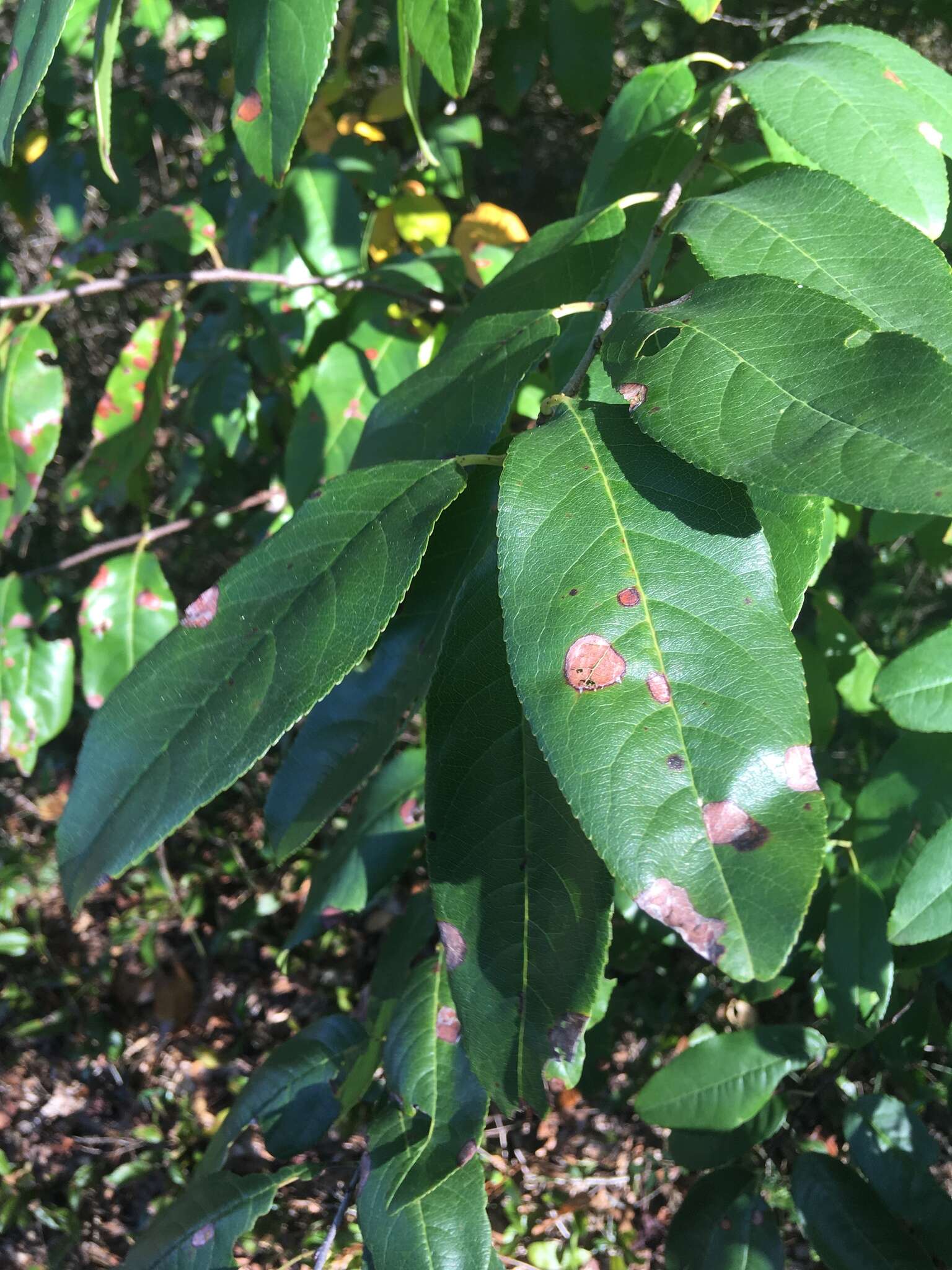 Image of Alabama cherry