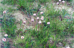 Image of Erigeron silenifolius (Turcz. ex DC.) Botsch.