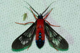 Слика од Cosmosoma myrodora Dyar 1907