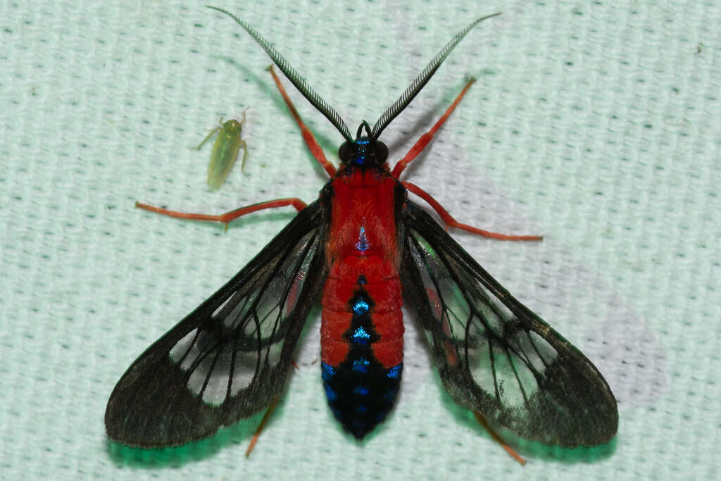 Слика од Cosmosoma myrodora Dyar 1907