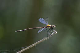 Image of Austroargiolestes chrysoides (Tillyard 1913)