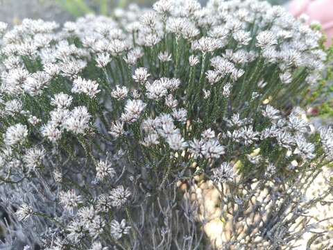 Image of Stoebe microphylla DC.