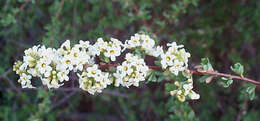 صورة Antherothamnus pearsonii N. E. Brown