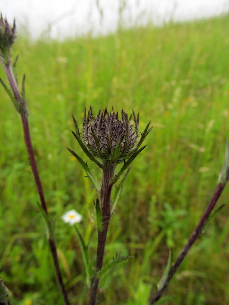 Image of Carlina biebersteinii subsp. brevibracteata (Andrae) K. Werner