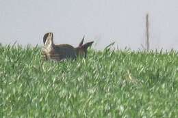 Image of prairie-chickens:  greater prairie-chicken; lesser prairie-chicken