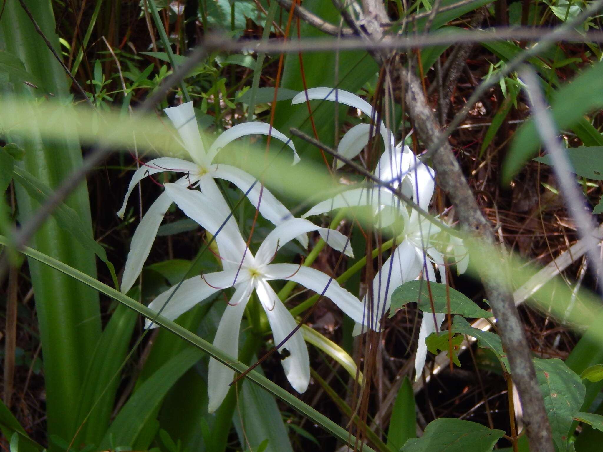 Image de Crinum americanum L.