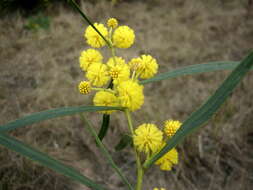 Image of orange wattle