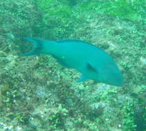 Image of Emerald wrasse