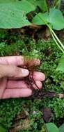 Image of Appalachian rhizomnium moss