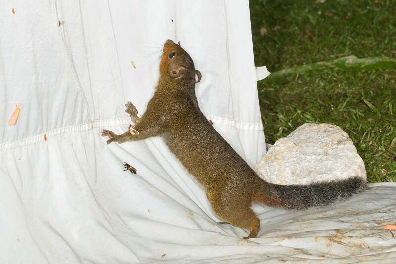 Image of Asian Red-cheeked Squirrel