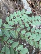 Indigofera venulosa Benth.的圖片