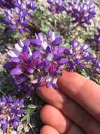 Image of Pacific lupine