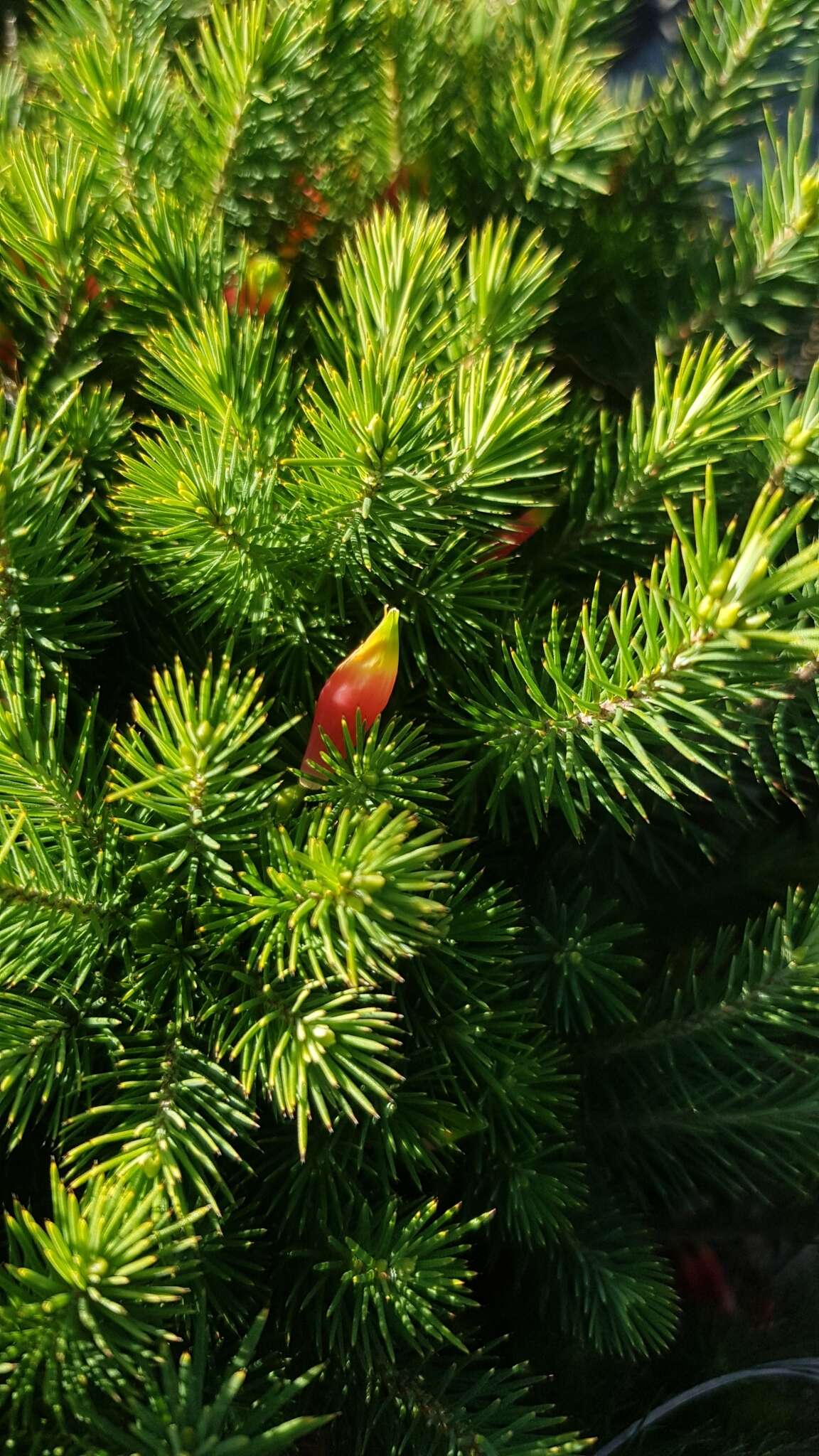 Слика од Astroloma pinifolium (R. Br.) Benth.