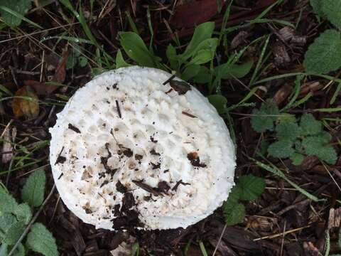 Image of Amanita magniverrucata Thiers & Ammirati 1982