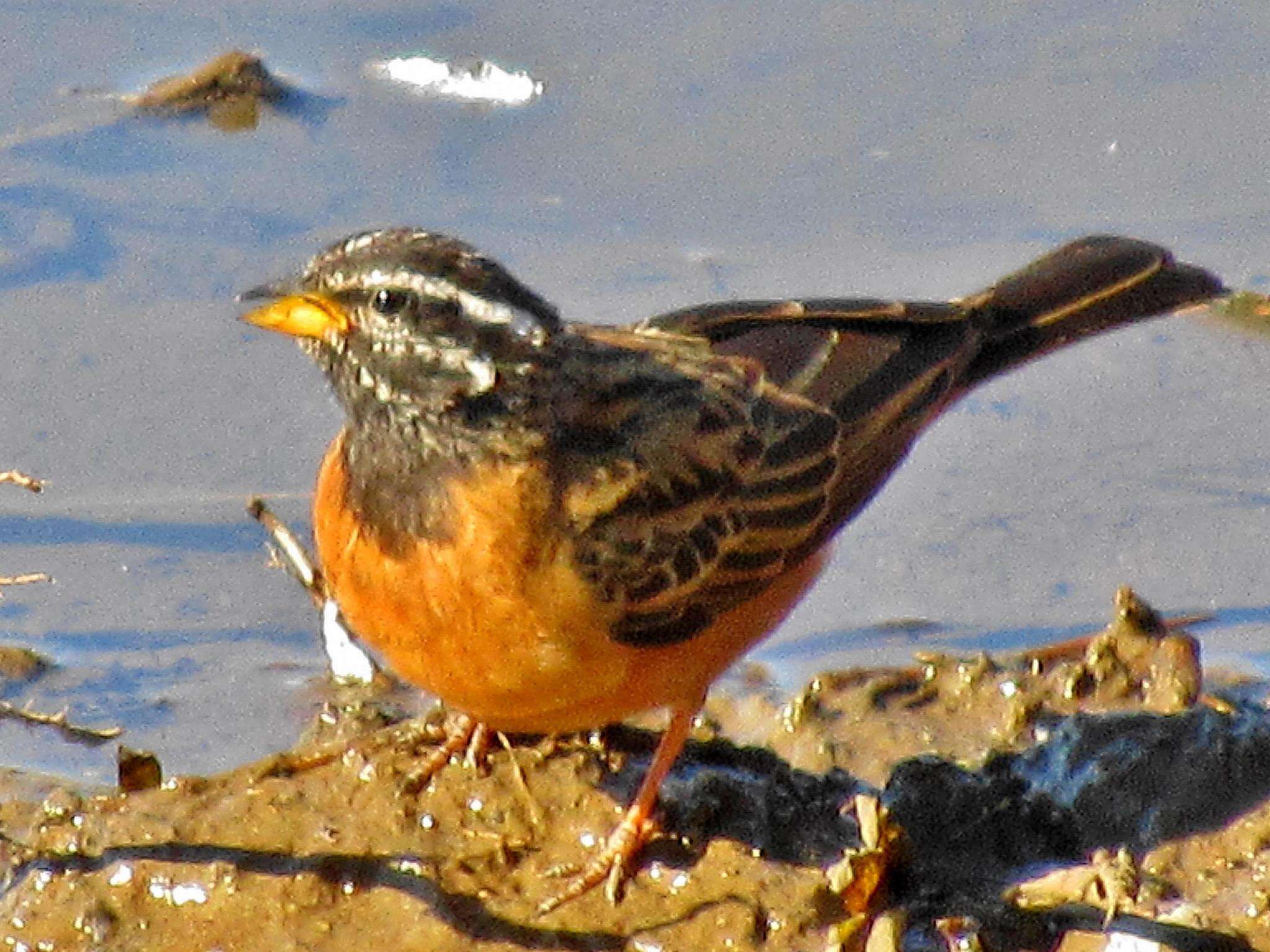 Image of Emberiza tahapisi tahapisi Smith & A 1836