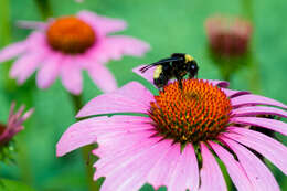 Image of Black and Gold Bumble bee