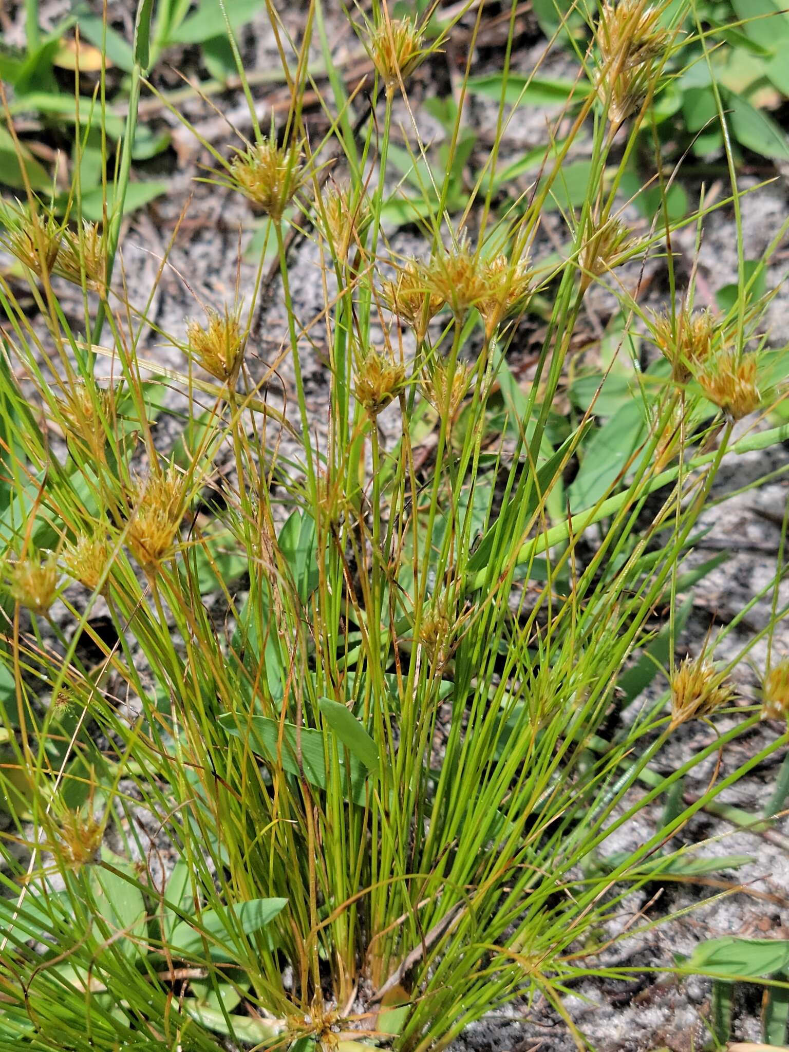 Image of Sandy-Field Hair Sedge