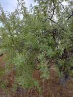 Image of Bursera filicifolia T. S. Brandegee