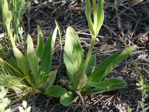 Imagem de Arnica fulgens Pursh