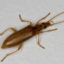 Image of False blister beetle