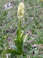 صورة Orchis pallens L.