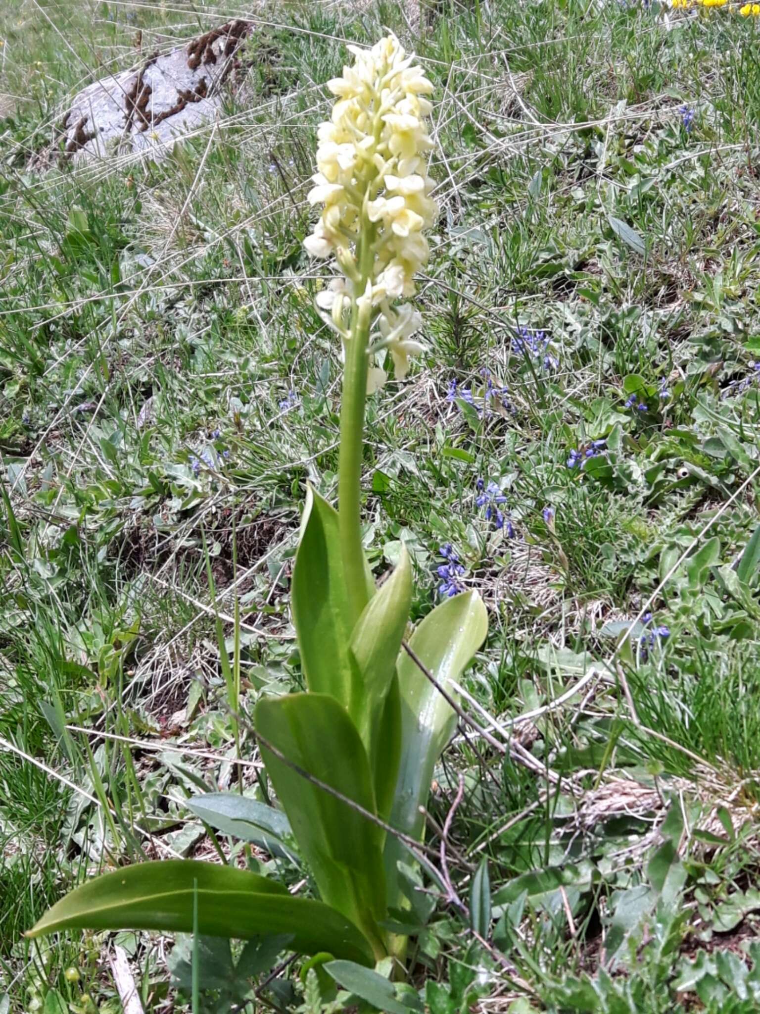 صورة Orchis pallens L.