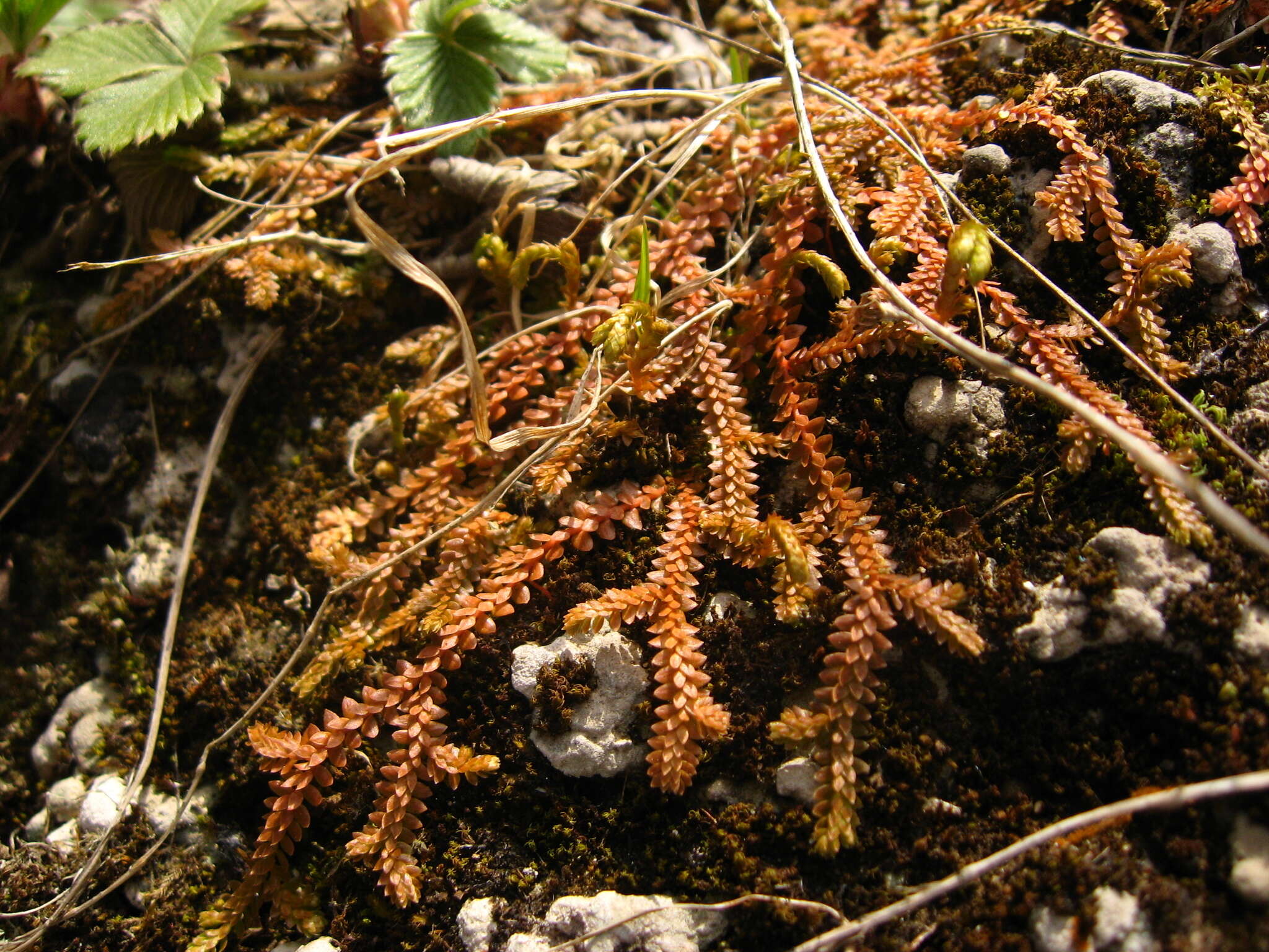 Image of Selaginella helvetica (L.) Spring