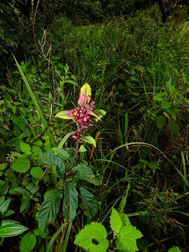 Image of Amasonia campestris (Aubl.) Moldenke