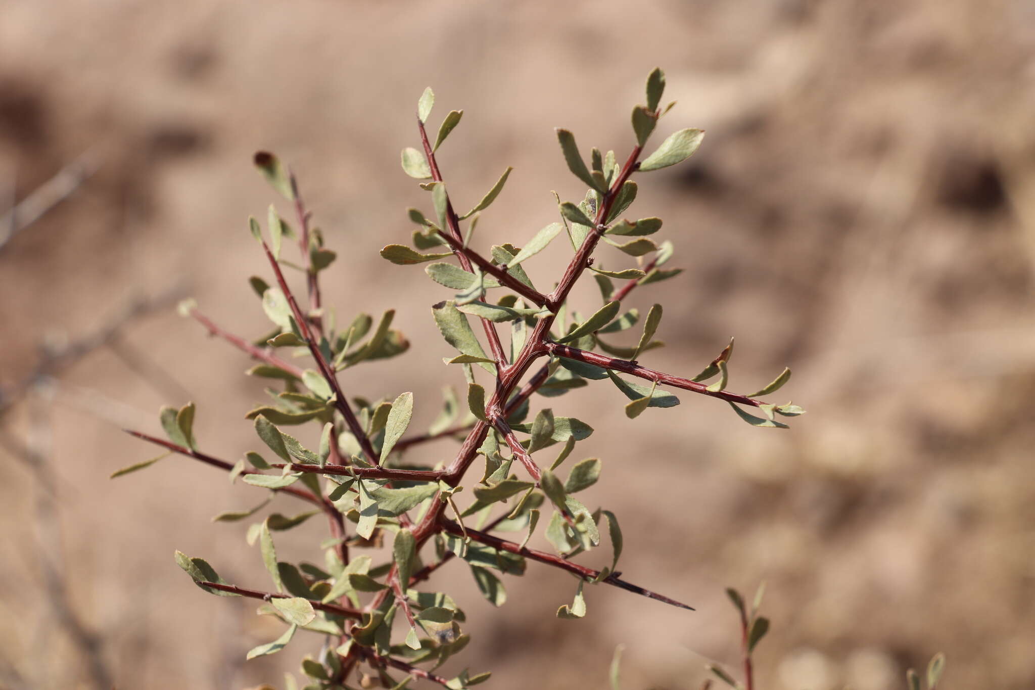 Imagem de Prunus spinosissima (A. Bunge) Franch.