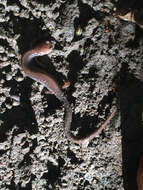 صورة Plethodon cinereus (Green 1818)