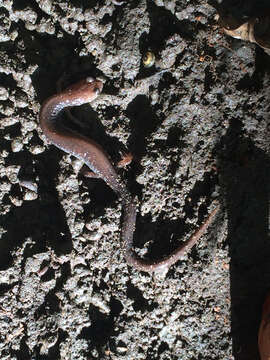 صورة Plethodon cinereus (Green 1818)