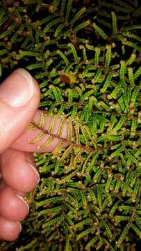 Image of Gleichenia alpina R. Br.