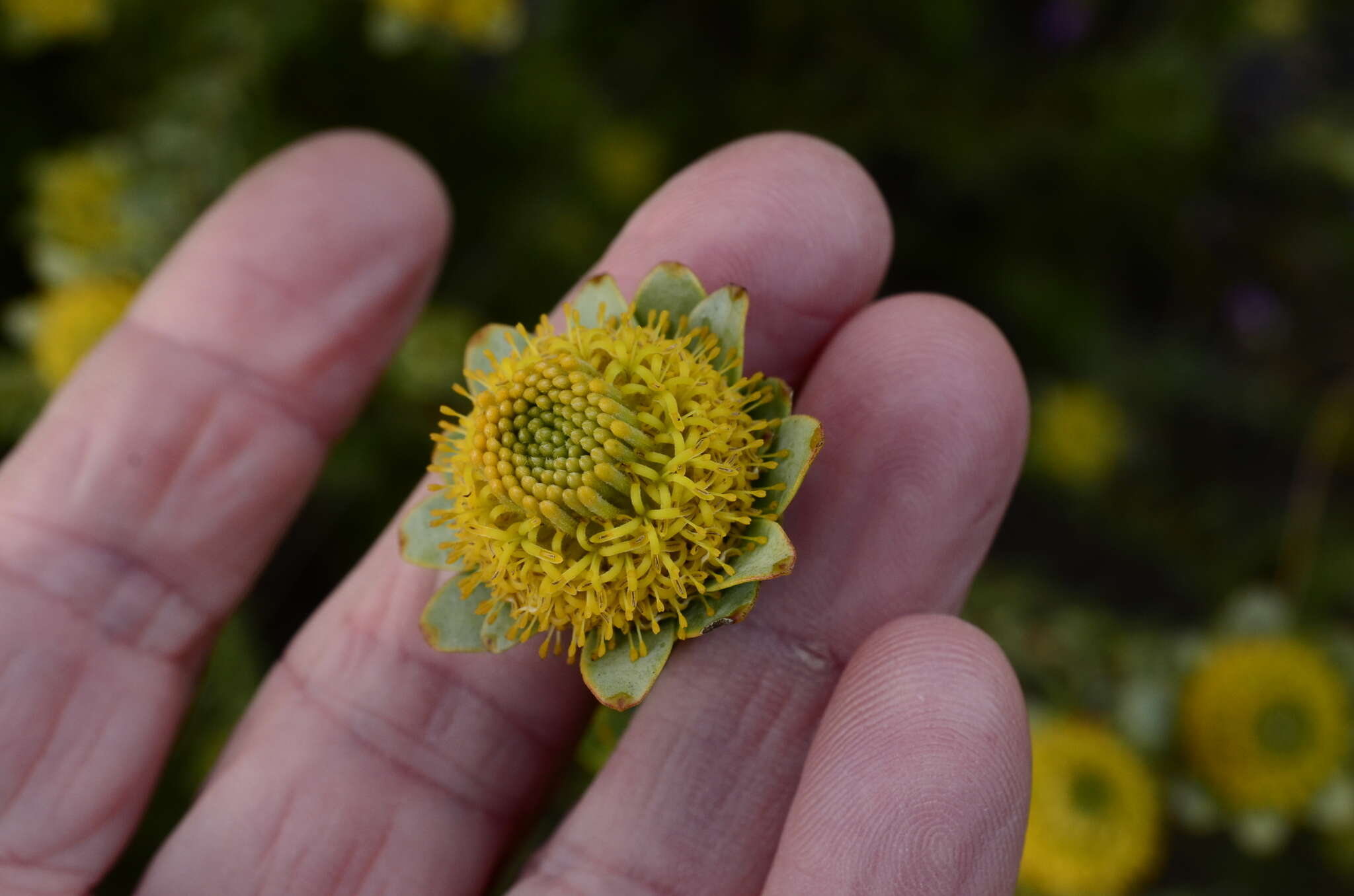 Plancia ëd Leucadendron coriaceum Philipps & Hutchinson